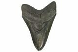 Serrated, Fossil Megalodon Tooth #125344-1